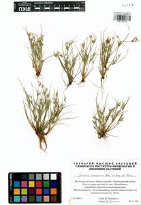 Juncus ranarius Songeon & E. P. Perrier, Siberia, Baikal & Transbaikal region (S4) (Russia)