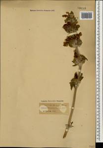 Phlomoides laciniata (L.) Kamelin & Makhm., Caucasus (no precise locality) (K0)