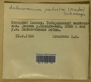Aulacomnium palustre (Hedw.) Schwägr., Bryophytes, Bryophytes - North Caucasus & Ciscaucasia (B12) (Russia)