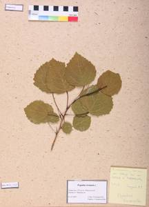 Populus tremula L., Siberia, Altai & Sayany Mountains (S2) (Russia)