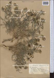 Astragalus nivalis Kar. & Kir., Middle Asia, Western Tian Shan & Karatau (M3) (Kazakhstan)