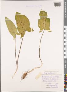Arum maculatum L., Caucasus, Stavropol Krai, Karachay-Cherkessia & Kabardino-Balkaria (K1b) (Russia)