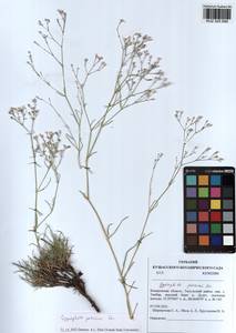 Gypsophila patrinii Ser., Siberia, Altai & Sayany Mountains (S2) (Russia)