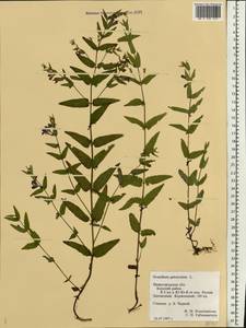 Scutellaria galericulata L., Eastern Europe, Volga-Kama region (E7) (Russia)