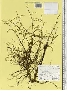 Ranunculus polyphyllus Waldst. & Kit. ex Willd., Eastern Europe, Central region (E4) (Russia)