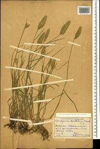 Agropyron cristatum (L.) Gaertn., Caucasus, Dagestan (K2) (Russia)