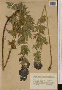 Aconitum variegatum L., Western Europe (EUR) (Bulgaria)