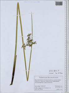 Juncus effusus L., Eastern Europe, Central forest region (E5) (Russia)