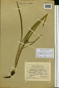 Sparganium emersum Rehmann, Eastern Europe, North-Western region (E2) (Russia)