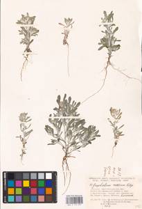 Gnaphalium rossicum Kirp., Eastern Europe, Lower Volga region (E9) (Russia)