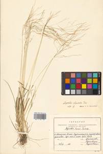 Agrostis clavata Trin., Siberia, Russian Far East (S6) (Russia)