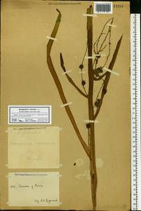 Sparganium erectum L., Eastern Europe, Lower Volga region (E9) (Russia)