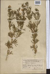 Peganum harmala L., Middle Asia, Western Tian Shan & Karatau (M3) (Kazakhstan)