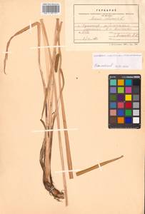 Acorus calamus L., Siberia, Russian Far East (S6) (Russia)