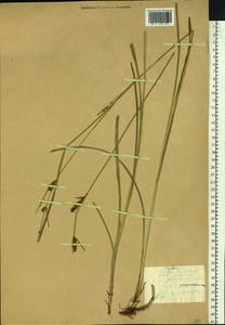 Carex songorica Kar. & Kir., Siberia, Altai & Sayany Mountains (S2) (Russia)