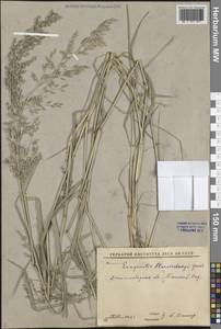 Eragrostis cilianensis (All.) Vignolo ex Janch., Middle Asia, Syr-Darian deserts & Kyzylkum (M7) (Uzbekistan)