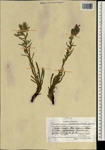 Arnebia euchroma subsp. euchroma, South Asia, South Asia (Asia outside ex-Soviet states and Mongolia) (ASIA) (Afghanistan)