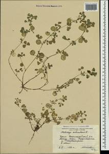 Medicago orbicularis (L.)Bartal., Crimea (KRYM) (Russia)