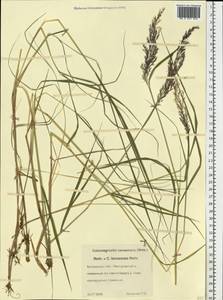 Calamagrostis canescens (Weber) Roth, Eastern Europe, Central forest region (E5) (Russia)
