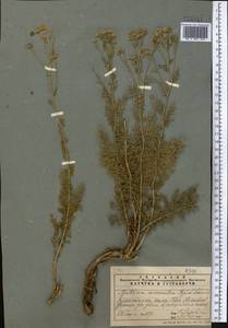 Tanacetopsis mucronata (Regel & Schmalh.) Kovalevsk., Middle Asia, Western Tian Shan & Karatau (M3) (Kazakhstan)