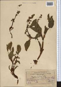 Koenigia hissarica (Popov), Middle Asia, Western Tian Shan & Karatau (M3) (Uzbekistan)