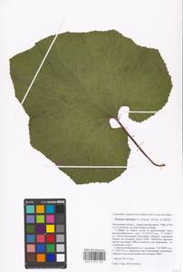 Petasites hybridus (L.) G. Gaertn., B. Mey. & Scherb., Eastern Europe, Moscow region (E4a) (Russia)