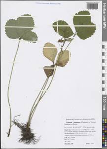 Fragaria × ananassa (Weston) Rozier, Siberia, Baikal & Transbaikal region (S4) (Russia)