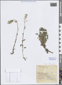 Rorippa barbareifolia (A.DC.) Kitag., Siberia, Chukotka & Kamchatka (S7) (Russia)