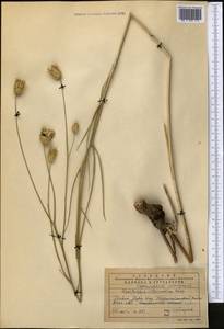 Centaurea glastifolia subsp. intermedia (Boiss.) L. Martins, Middle Asia, Western Tian Shan & Karatau (M3) (Kazakhstan)