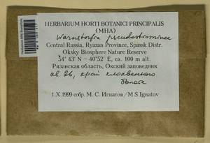 Warnstorfia pseudostraminea (Müll. Hal.) Tuom. & T.J. Kop., Bryophytes, Bryophytes - Middle Russia (B6) (Russia)