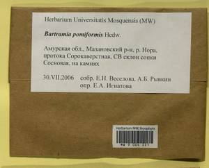 Bartramia pomiformis Hedw., Bryophytes, Bryophytes - Russian Far East (excl. Chukotka & Kamchatka) (B20) (Russia)