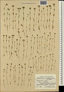 Valerianella eriocarpa Desv., Crimea (KRYM) (Russia)