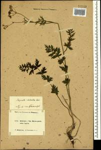 Pimpinella rhodantha Boiss., Caucasus, Krasnodar Krai & Adygea (K1a) (Russia)