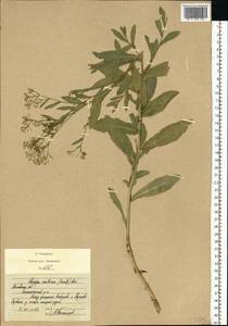 Rorippa austriaca (Crantz) Besser, Eastern Europe, Moscow region (E4a) (Russia)