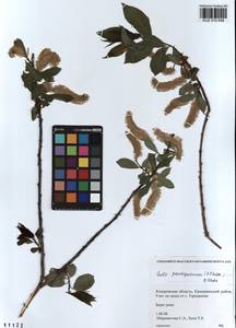 Salix pseudopentandra (Flod.) Flod., Siberia, Altai & Sayany Mountains (S2) (Russia)