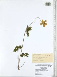 Anemone sylvestris, Eastern Europe, Central region (E4) (Russia)