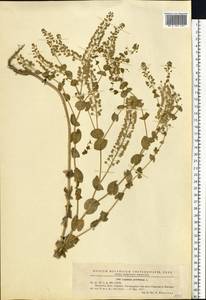 Lepidium perfoliatum L., Eastern Europe, West Ukrainian region (E13) (Ukraine)