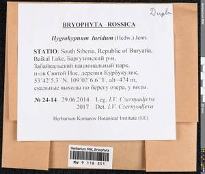 Hygrohypnum luridum (Hedw.) Jenn., Bryophytes, Bryophytes - Baikal & Transbaikal regions (B18) (Russia)