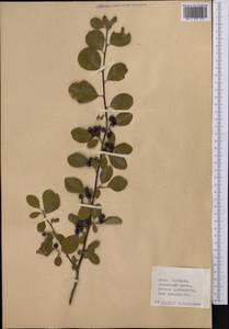 Cotoneaster, Middle Asia, Western Tian Shan & Karatau (M3) (Kyrgyzstan)
