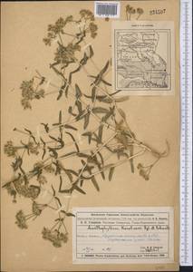 Acanthophyllum korolkowii Regel & Schmalh., Middle Asia, Muyunkumy, Balkhash & Betpak-Dala (M9) (Kazakhstan)