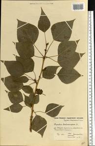 Populus balsamifera, Eastern Europe, Moscow region (E4a) (Russia)