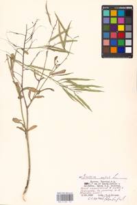 Brassica napus L., Eastern Europe, Moscow region (E4a) (Russia)
