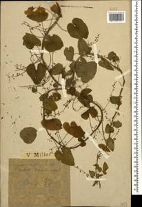 Dioscorea communis (L.) Caddick & Wilkin, Caucasus, Black Sea Shore (from Novorossiysk to Adler) (K3) (Russia)