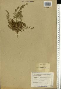 Astragalus testiculatus Pall., Eastern Europe, Lower Volga region (E9) (Russia)