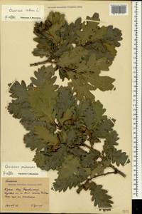 Quercus pubescens Willd., Crimea (KRYM) (Russia)