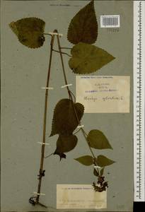 Stachys sylvatica L., Caucasus, Azerbaijan (K6) (Azerbaijan)
