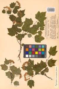 Physocarpus amurensis (Maxim.) Maxim., Siberia, Russian Far East (S6) (Russia)