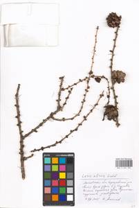 Larix sibirica Ledeb., Eastern Europe, Moscow region (E4a) (Russia)