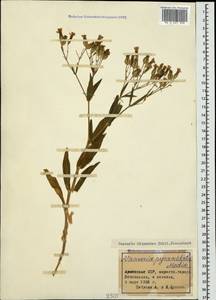 Gypsophila vaccaria (L.) Sm., Caucasus, Armenia (K5) (Armenia)