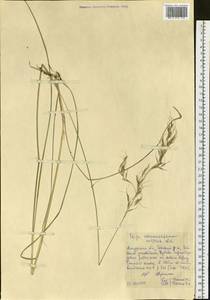 Achnatherum confusum (Litv.) Tzvelev, Siberia, Russian Far East (S6) (Russia)
